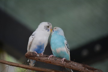 Birds on a Branch