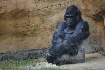 Mad Gorilla