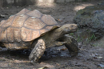 Large Turtle