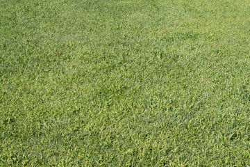 texture, green grass, lawn, lawn