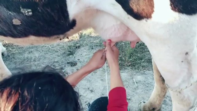 woman is milking cow background
