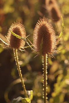 Campo cardo plumerillo oto&ntilde;al c&aacute;lido 