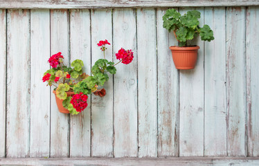 Pots with flowers on the old fence in the garden of the village