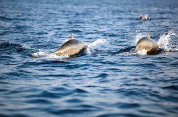 Obraz premium two dolphins swim in the ocean