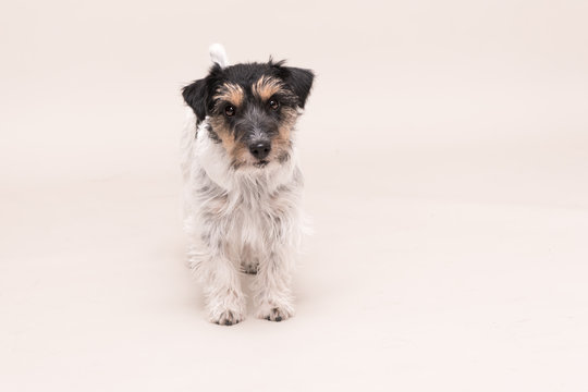 Jack Russell Terrier dog is standing and isolated on white