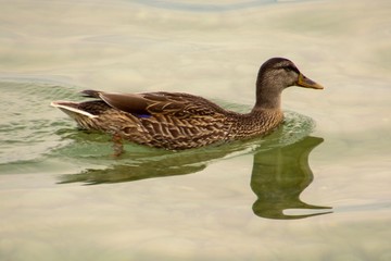 duck in the water
