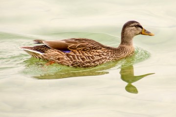 duck in the water