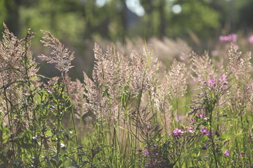 hand holding flowers, hand touching herbs and flowers, tender hand