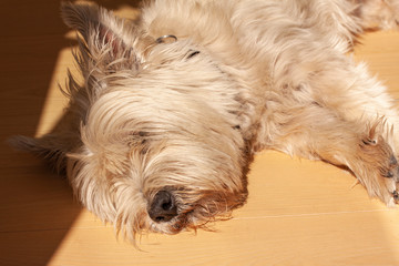 Naklejka na ściany i meble Cute West Highland White Terrier lying down on a wooden floor and hair down the eyes. Close up image.