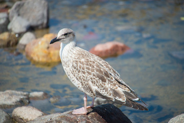 Young seagull, Gumus Marti, Yellow-legged Gull