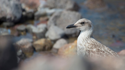Young seagull, Gumus Marti, Yellow-legged Gull