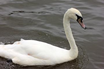 Swan in River Thames
