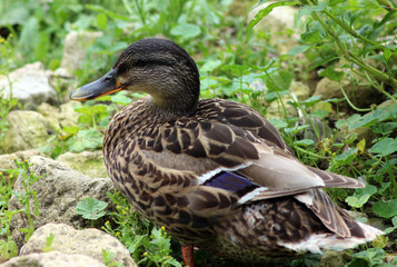 Mallard Duck