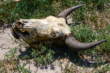 half rotten bovine skull on floor