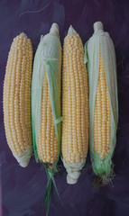 Fresh sweet corn on cobs on purple background. Top view