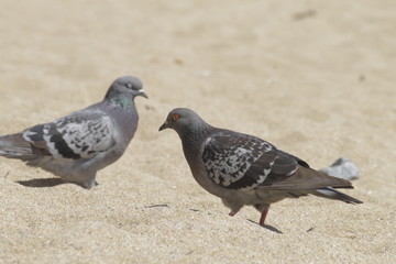 palomas en la playa