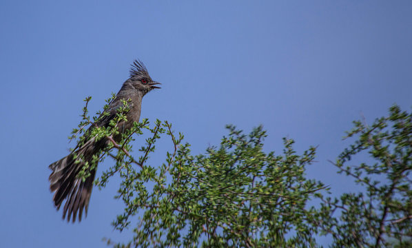 Phainopepla, Phainopepla nitens, in Tree Talking, Arizona Desert
