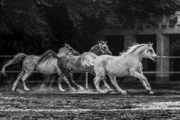 horse and rider