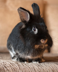 Black bunny sitting on the sofa in the beige room. Side view. Animal portrait.