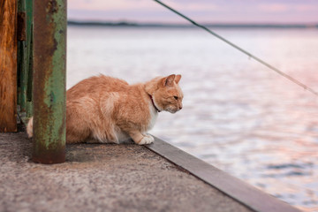 Red cat with a collar sitting on a berth near fisherman waiing for a fish. Animal portait. 