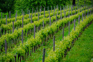 Vineyards in collio italy