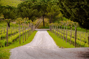 Vineyards in collio italy