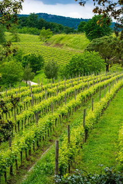 Vineyards in collio italy
