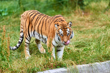 Female Siberian Tiger at Zoo