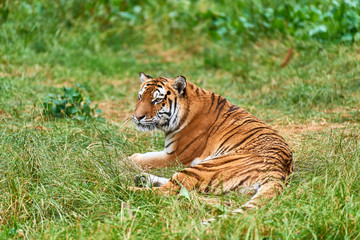 Female Siberian Tiger at Zoo