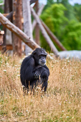 Chimpanzee at Zoo