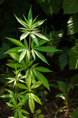 Plant hemp close-up with carved leaves, lit by sunlight