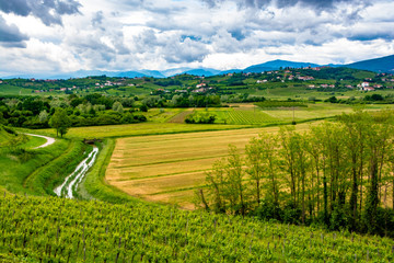 vineyards of collio