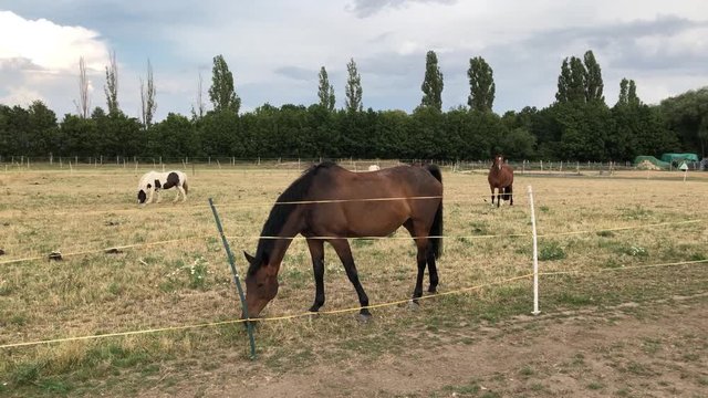 Pferde aut einer Koppel beim Grasen