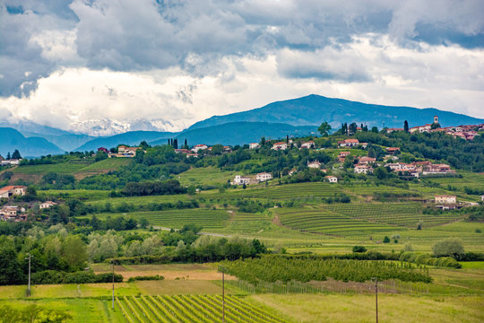 vineyards of collio