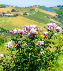 flowers in italy