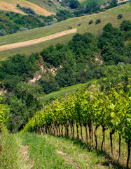 Fototapeta na wymiar Abruzzo Vineyards