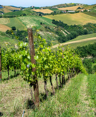 Abruzzo Vineyards