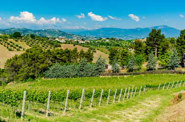 Fototapeta na wymiar Vineyards in Abruzzo