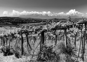 Vineyards in Abruzzo