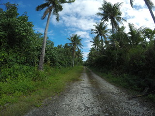 Lush vegetation and coconut trees along a rugged backroad along Rota's coastline, Northern Mariana Islands