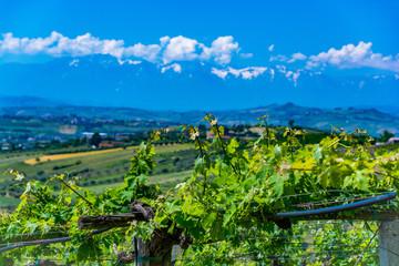 Vineyards in Abruzzo