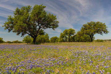Bluebonnets wildflowers under large trees in field and blue sky background