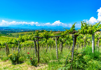 Fototapeta na wymiar Vineyards in Abruzzo