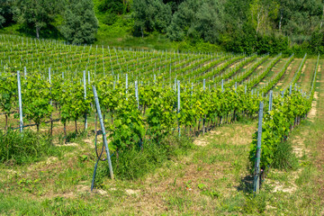 Abruzzo Vineyards