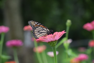 faded butterfly on the zinnia flower