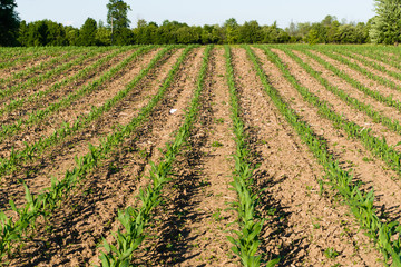 Fototapeta na wymiar Rows of young corn planting