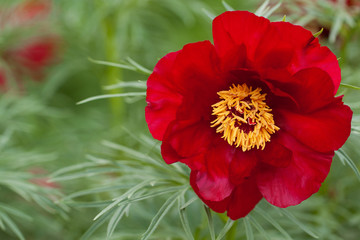Obraz premium beautiful bright red peony flower blooming in summer park