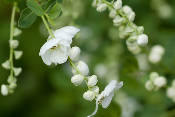 jasmine branch with delicate beautiful flowers and buds