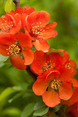red tender quince flowers blooming in summer park