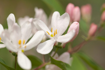 branch of honeysuckle with beautiful pink flowers and buds